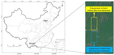 Responses of diversity and carbon and nitrogen cycling genes of soil microorganisms to pomegranate (Punica granatum L.)/faba bean (Vicia faba L.) intercropping